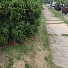 Bush Trimming by Simply Done Lawn Services reviewed on October 20, 2025