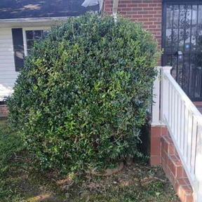 Bush Trimming by Lawnteck reviewed on August 20, 2025
