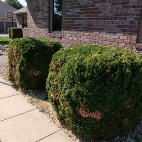 Bush Trimming by J&amp;A Affordable Landscape reviewed on December 17, 2025