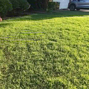 yard care by Sugar &amp; spice reviewed on November 24, 2025