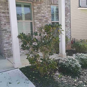 Bush Trimming by Urban Acres Landscaping reviewed on March 16, 2026