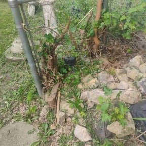 Bush Trimming by Carbon Dioxide Recyclers reviewed on November 20, 2025