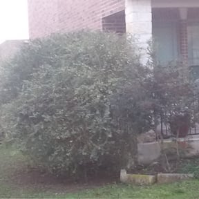 Bush Trimming by Arthur Bury reviewed on August 7, 2023