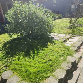 turf maintenance by The Lawn Barber reviewed on April 23, 2024