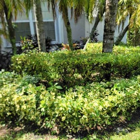 Bush Trimming by 5280 Lawn Care reviewed on August 15, 2025