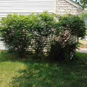 Bush Trimming by Clean Cut Lawn Care reviewed on November 30, 2025