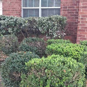 Bush Trimming by Rdgz lawncare reviewed on March 16, 2026