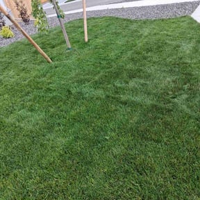 turf care by Neal’s A-1 Lawn care reviewed on August 15, 2025