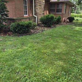 Bush Trimming by Little Landscaping reviewed on June 5, 2026