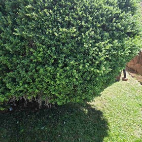 Bush Trimming by Francisco amaya reviewed on June 1, 2026