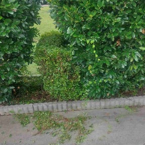 Bush Trimming by J&amp;J Lawn Care reviewed on October 21, 2025