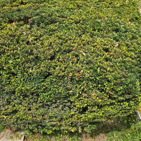 Bush Trimming by Otero's lawnmower reviewed on April 27, 2026