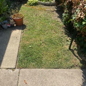 turf maintenance by Curt & Son Lawn Care reviewed on August 22, 2024