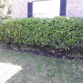 Bush Trimming by Lawn Care Solutions reviewed on August 16, 2025