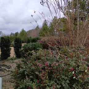 Bush Trimming by Nelson Lopez reviewed on October 27, 2023