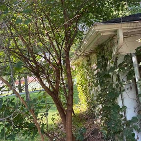 Bush Trimming by Salvus Lawncare reviewed on July 15, 2026