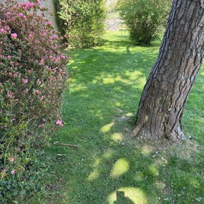 yard care by AG lawn service reviewed on August 13, 2025