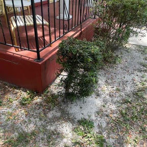 Bush Trimming by Backyard Boys Landscaping reviewed on August 19, 2025