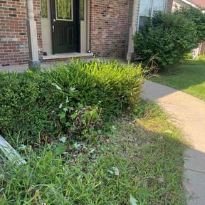 Bush Trimming by Ashley's lawncare reviewed on August 24, 2026