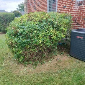 Bush Trimming by All around tree and lawncare reviewed on August 17, 2025