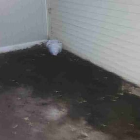 Leaf Removal by Sequoias lawn care reviewed on May 30, 2026