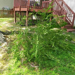 Bush Trimming by Proscape Management reviewed on August 17, 2025