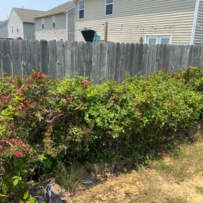 Bush Trimming by Elite reviewed on September 12, 2023