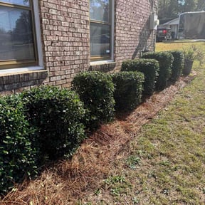 Bush Trimming by MoPro reviewed on December 19, 2025