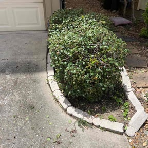 Bush Trimming by Magic landscaping reviewed on August 18, 2025