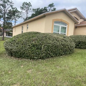 Bush Trimming by JoJo property services LLC  reviewed on May 15, 2023