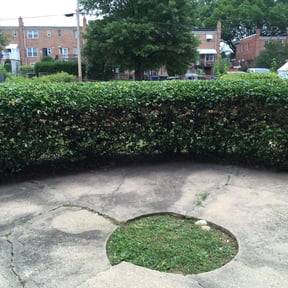 Bush Trimming by County Line Services reviewed on November 2, 2023