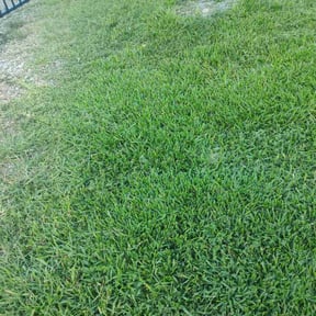 Long Grass Cleanup by Kandascapes reviewed on August 16, 2025
