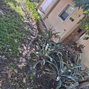 Leaf Removal by Adams lawns and more reviewed on August 23, 2026