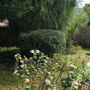 Bush Trimming by Aura lawn pros reviewed on June 12, 2022