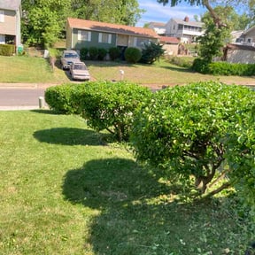 Bush Trimming by K &amp; D Lawn Services reviewed on May 6, 2026
