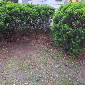 Leaf Removal by Mike's Lawn Care Services reviewed on May 18, 2026