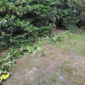 Bush Trimming by Muirwoods Lawn care reviewed on June 10, 2026