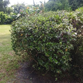 Bush Trimming by B&amp;SS reviewed on November 23, 2025