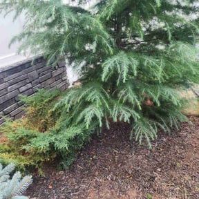 Flower Bed Weeding by Grass and Curb reviewed on November 19, 2025