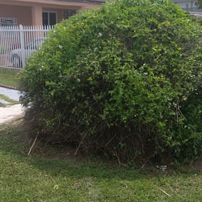 Bush Trimming by Sbm reviewed on June 9, 2025