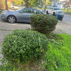 Bush Trimming by Wards lawn care reviewed on August 13, 2025