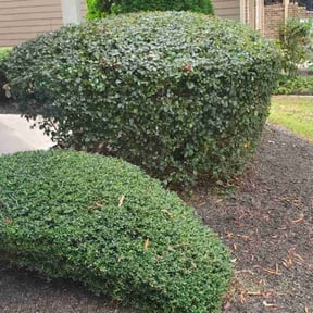 lawn maintenance by Urban Acres Landscaping reviewed on August 9, 2025