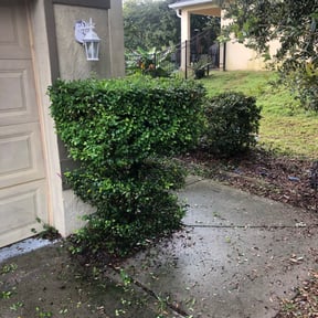 Bush Trimming by Emerald Green Property Management LLC reviewed on August 17, 2025