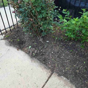 Flower Bed Weeding by Jus Biznizz Landscaping LLC reviewed on June 12, 2026
