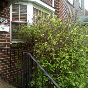 Bush Trimming by Ready lawn and landscaping reviewed on August 17, 2025