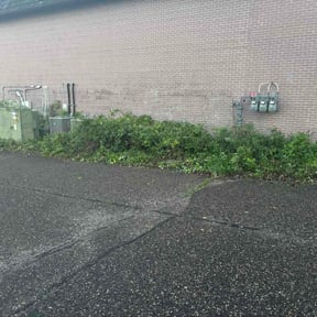 Bush Trimming by All in lawn services reviewed on June 23, 2026