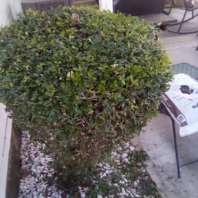 Bush Trimming by Diego Mojica Lawn Care reviewed on August 20, 2025