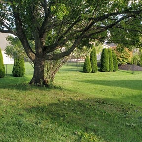 Bush Trimming by LD Brown Landscaping And Pressure Washing reviewed on August 19, 2025