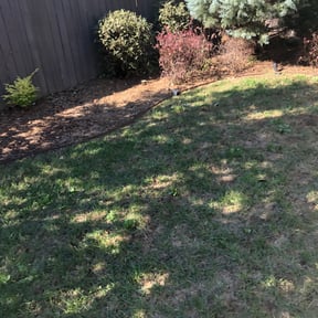 Bush Trimming by The Thomas Firm LLC. reviewed on March 11, 2024