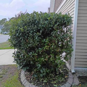 Bush Trimming by Chrisdem lawn care services llc reviewed on October 24, 2025